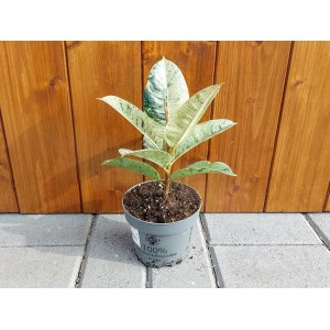 Fikus kaučukový (Ficus elastica) ´SHIVEREANA´ - výška 10-15 cm, kont. C1L